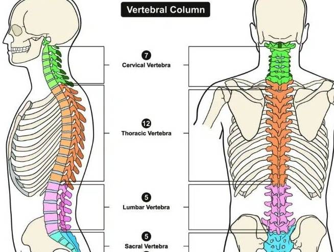 Lumbar ও spine-এ degenerative (spondylosis/osteoarthritis) change — মানে বয়স বা দীর্ঘদিনের চাপের কারণে হাড়ে ক্ষয়জনিত পরিবর্তন। এটার জন্য ব্যথা, টান, শক্ত হয়ে যাওয়া, দাঁড়ালে বা হাঁটলে বাড়ে—এগুলো বেশি দেখা যায়।